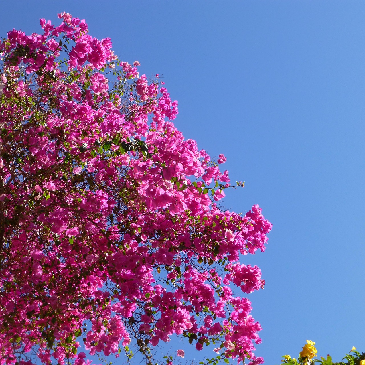 bougainvillea-1198011_1280