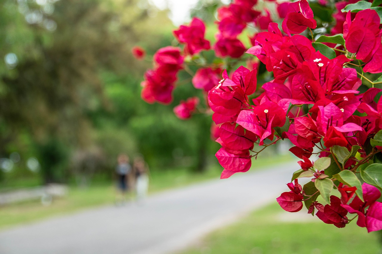 bougainvillea-6913915_1280