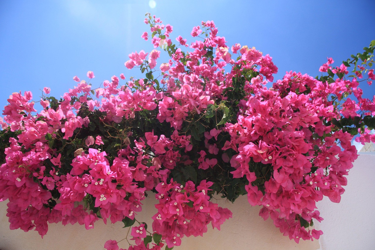 flowers-11131_1280