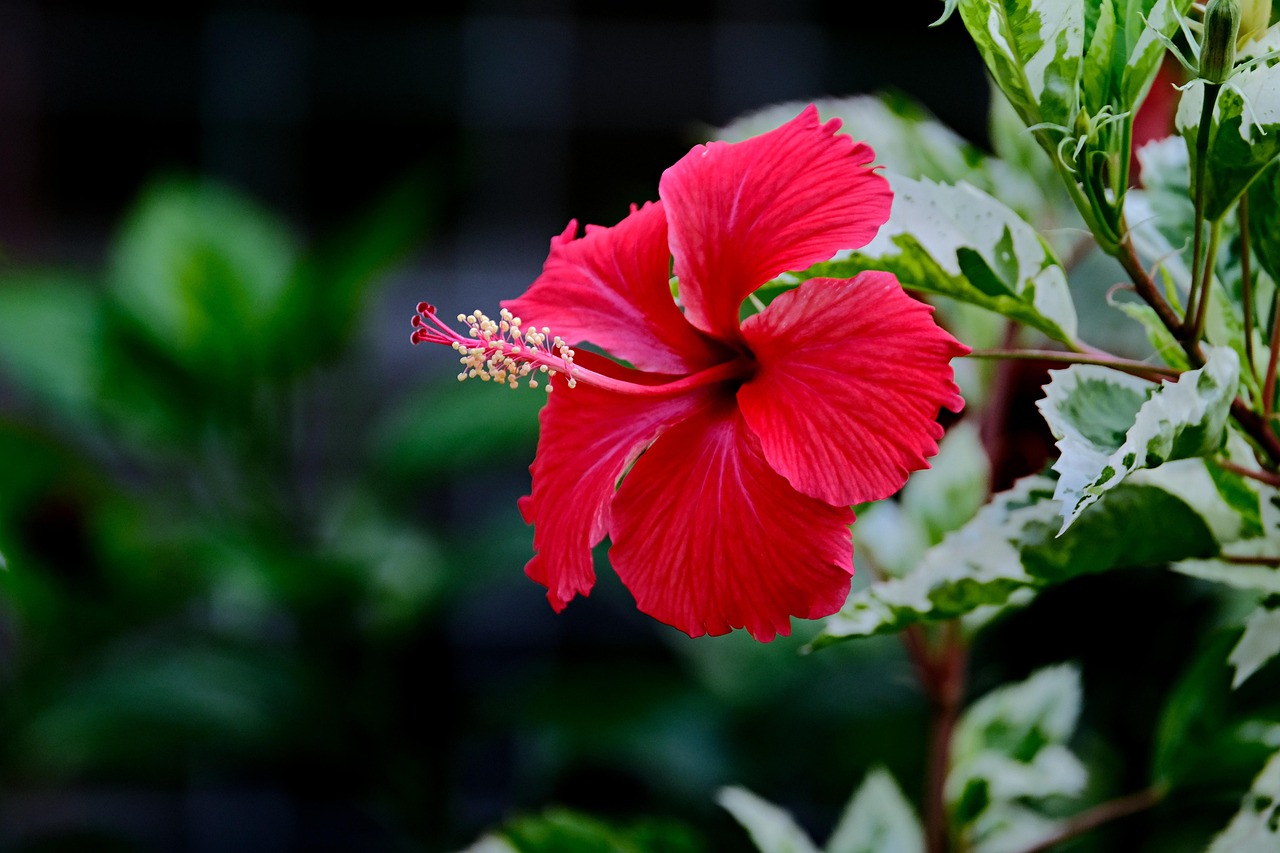 hibiscus-7137172_1280